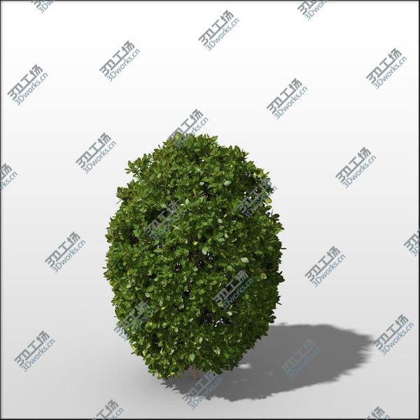 images/goods_img/20210312/Boxwood Bundle vol1/5.jpg
